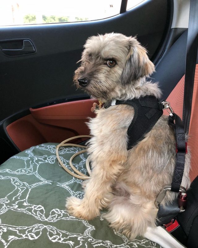 Minha cachorra é introvertida, então fomos a um encontro com cachorros que pensam da mesma forma