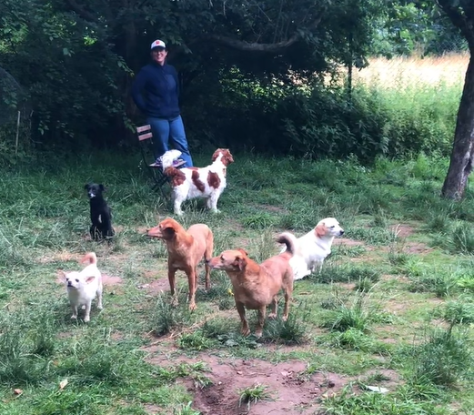Encontro épico de cachorros introvertidos gera risadas e conquista a web
