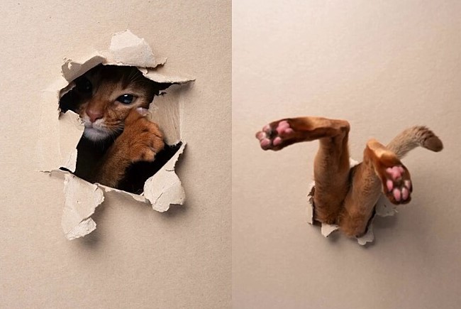 Fotos dos felinos tiveram cen&aacute;rio feito apenas com caixa de papel&atilde;o – Foto: Reprodu&ccedil;&atilde;o/Instagram/@furryfritz
