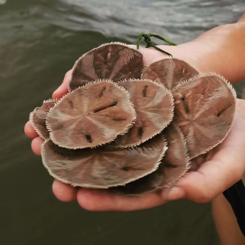 Esses espinhos s&atilde;o a marca registrada desses animais, dando-lhes uma apar&ecirc;ncia distinta – Foto: @itanhaemdagente/Instagram/Reprodu&ccedil;&atilde;o/ND