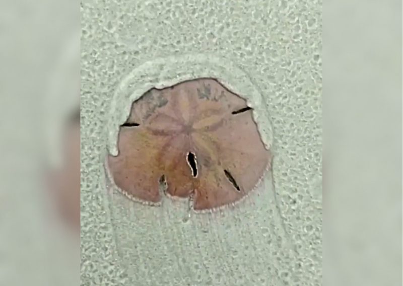 'Estrela-do-mar' é flagrada em 'escapadinha' em praia de Florianópolis