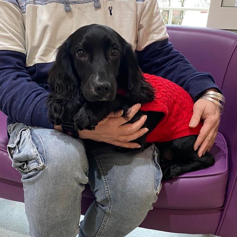 riel tem recebido amor e carinho em uma família de acolhimento temporário desde seu resgate