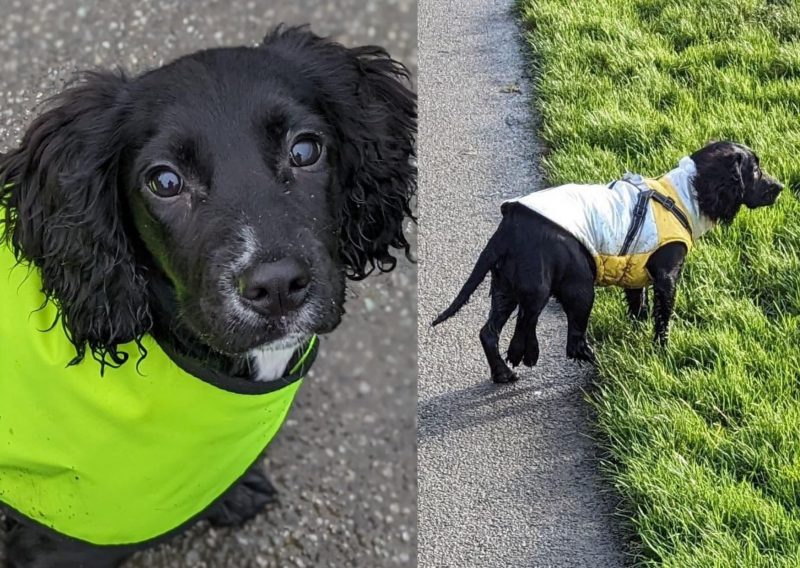 Extraordinária: cachorra com 6 patas e 2 úteros é resgatada no País de Gales