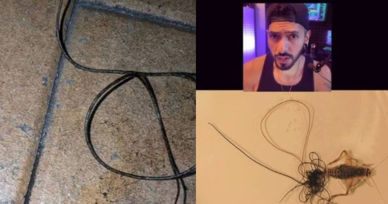 Parasita foi encontrado por fam&iacute;lia em piscina – Foto: Reprodu&ccedil;&atilde;o/ND