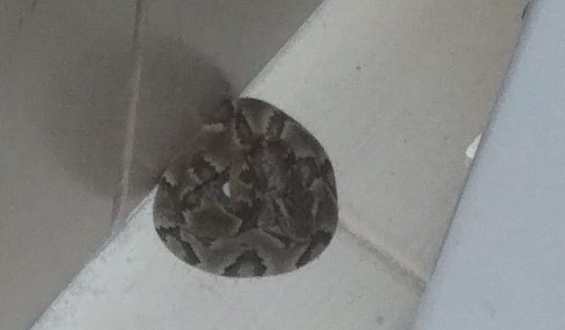 família encontra jararaca atrás da máquina de lavar em Florianópolis