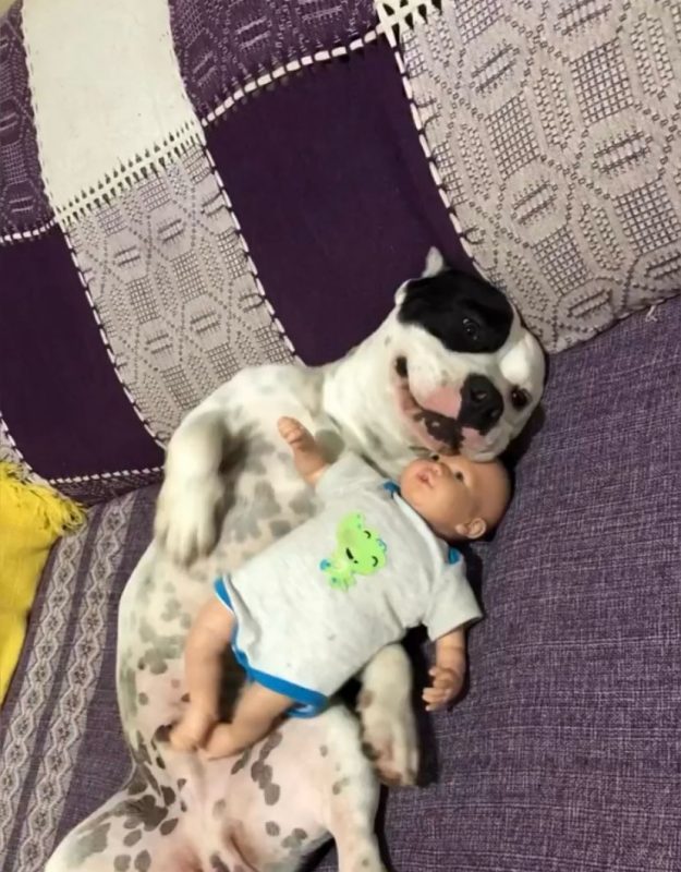 Em um vídeo que esta 'derretendo corações' dos internautas, é mostrado como os pitbulls agiram com a chegada de um novo morador na casa