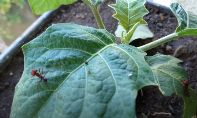 Formigas s&atilde;o o terror das plantas em casa ou mesmo em apartamentos – Foto: Reprodu&ccedil;&atilde;o