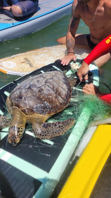 imagem mostra tartaruga verde sendo atendida por surfistas