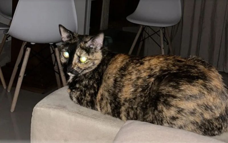 Gata é abusada sexualmente por homem de 71 anos em asilo de Florianópolis