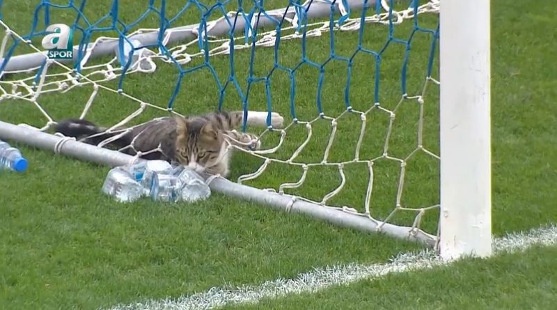 Bichano relaxa, tranquilo, enquanto a bola rola – Foto: Reprodu&ccedil;&atilde;o/Twitter