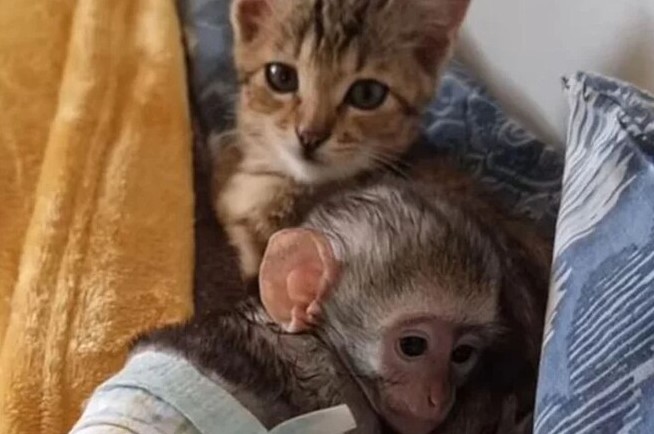 Amizade entre gatinha e macaquinho viralizou nas redes sociais e ganhou o cora&ccedil;&atilde;o dos internautas – Foto: Reprodu&ccedil;&atilde;o/Instagram/twalatrust/ND