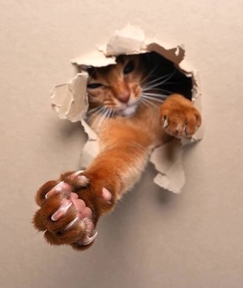 Gato faz pose para as lentes do fot&oacute;grafo – Foto: Reprodu&ccedil;&atilde;o/Instagram/ @furryfritz/ ND