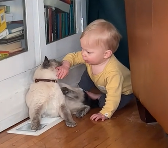 Bebê não poupa esforço para se vingar de mordida feita por um gato - Foto: Internet/Reprodução/ND