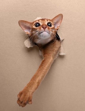 Utilizando apenas papel&atilde;o, s&atilde;o criadas fotos impressionantes com felinos – Foto: Reprodu&ccedil;&atilde;o/Instagram/ @furryfritz/ ND