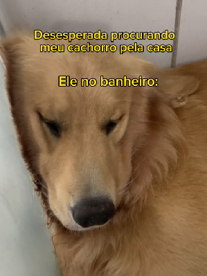 Golden Retriever deixa dona em desespero após dormir em local inusiatdo - Foto: Internet/Reprodução/ND