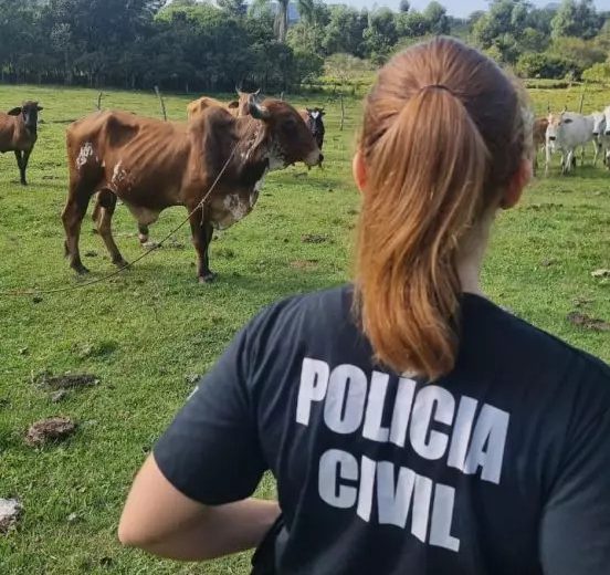 Os munic&iacute;pios que mais registraram ocorr&ecirc;ncias foram Florian&oacute;polis, S&atilde;o Jos&eacute;, Palho&ccedil;a, Bigua&ccedil;u e Santo Amaro da Imperatriz – Foto: PCSC/Reprodu&ccedil;&atilde;o/ND