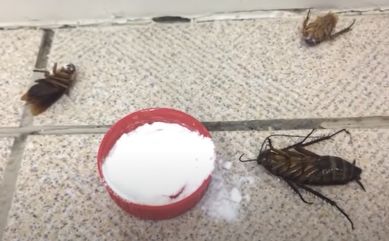 Aprenda como exterminar as baratas de uma vez por todas – Foto: Divulga&ccedil;&atilde;o/Reprodu&ccedil;&atilde;o/ND