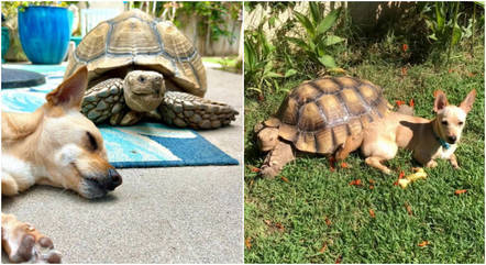 Jabuti e cachorro s&atilde;o insepar&aacute;veis, segundo seus tutores – Foto: Reprodu&ccedil;&atilde;o/Instagram/ND