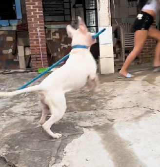 Jack, um Pit Bull travesso apavora moradores com um cabo de vassoura - Foto: AnaRezende/Reprodução/ND