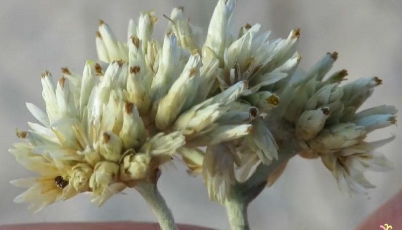 Planta medicinal Macela é nativa de Florianópolis e ajuda a prevenir doenças