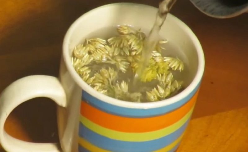 Ch&aacute; de macela ajuda no fortalecimento do sistema imunol&oacute;gico – Foto: Reprodu&ccedil;&atilde;o Youtube