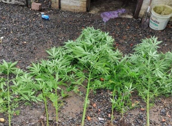 Plantação de maconha foi localizada na residência em que o homem morava com o pai