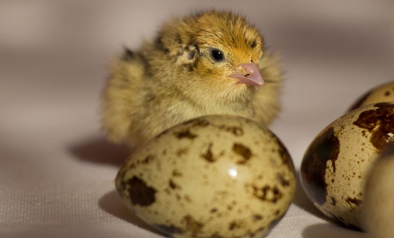 Abertura de mercado no Egito para ovos férteis de codornas e de codornas de um dia