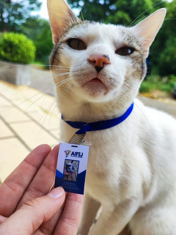 Chamado pelos funcionários de Felisbino, o gato chegou de mansinho e conquistou a vaga de mascote no Hospital Maria Auxiliadora, em Presidente Getúlio 