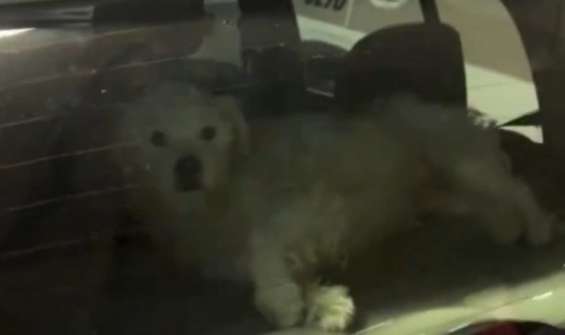 Carro estava no estacionamento de um supermercado &agrave;s margens da BR-470 e dono do animal foi detido na noite desta ter&ccedil;a-feira (2) – Foto: Imagem cedida/Jefferson Santos/Portal Mesorregional/Divulga&ccedil;&atilde;o/ND