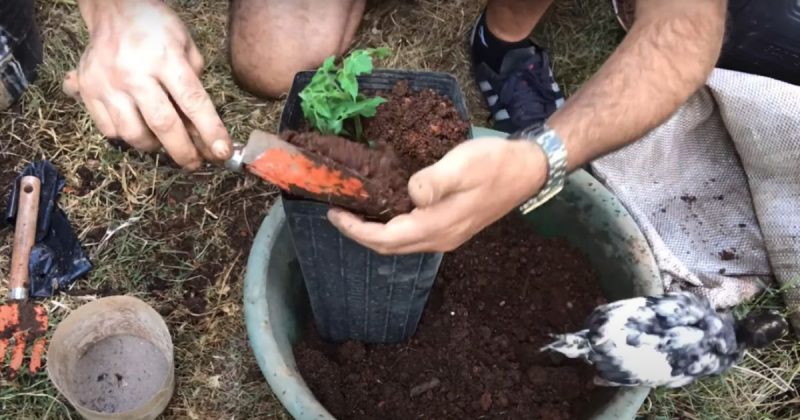 Planta deve ser adquirida a partir da muda – Foto: @aquaponiamineira4536/Reprodu&ccedil;&atilde;o/ND