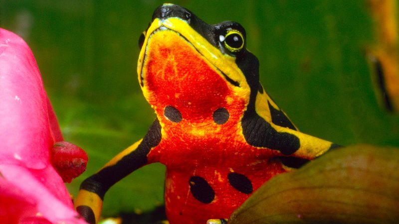 Os sapos foram retirados da comunidade de Nariño, que agora está no foco das autoridades ambientais colombianas