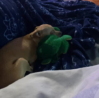 Pinscher não deixa tutora em paz até ela colocar seu desenho favorito - Foto: MuskitoDog/Reprodução/ND