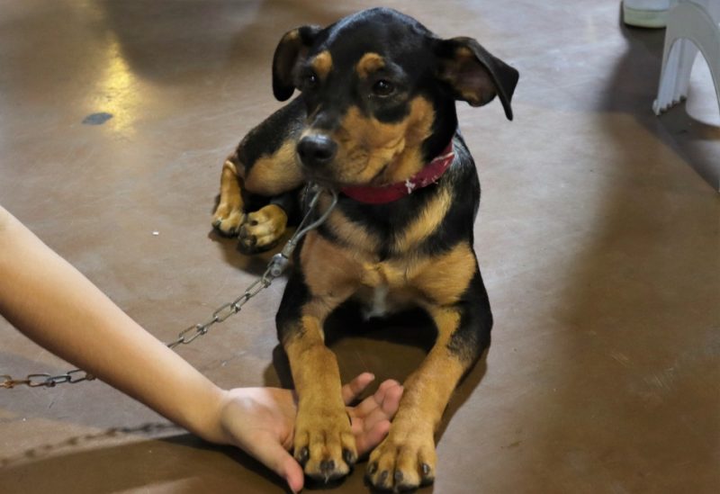 A a&ccedil;&atilde;o aconteceu neste fim de semana na Vila Ger&acirc;mica – Foto: Eraldo Schnaider/Reprodu&ccedil;&atilde;o/ND