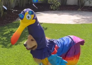 Golden Retriever é flagrado fantasiado de Narceja e internet vai a loucura - Foto: Internet/Reprodução/ND