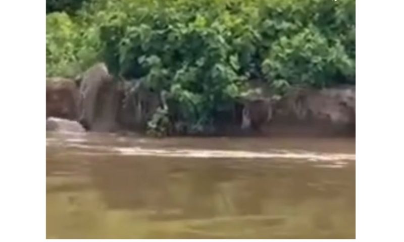 Onça se lança para tentar chegar ao topo do barranco, mas em vão