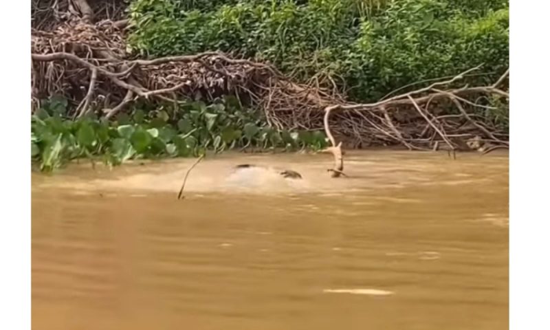 Felino e r&eacute;ptil afundam no rio em luta de vida ou morte – Foto: Reprodu&ccedil;&atilde;o