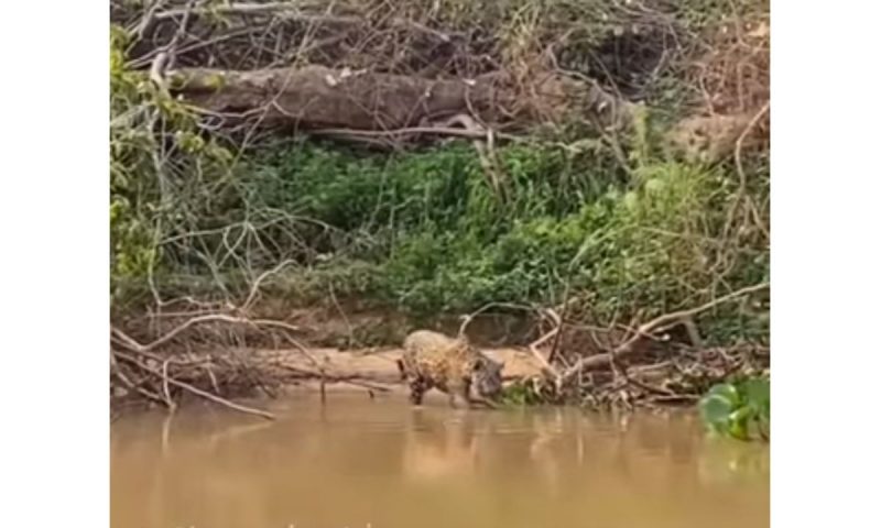 Onça prepara o bote que surpreendeu até o narrador do vídeo