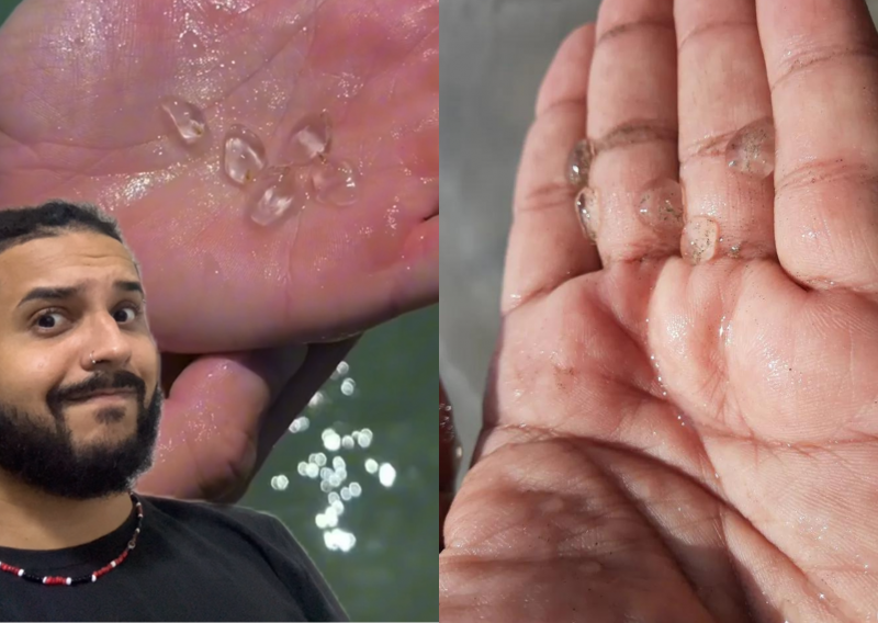 Parece, mas não é! Biólogo explica o que são criaturas presentes em praia de SC