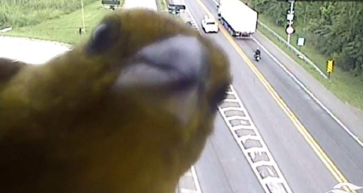 P&aacute;ssaro aparece para dar “oi” em frente a c&acirc;mera de monitoramento – Foto: Divulga&ccedil;&atilde;o/ Eco101/ND