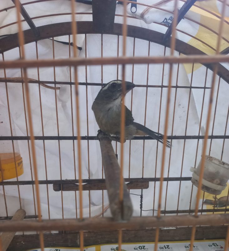 Pássaro ficará com homem como fiel depositário