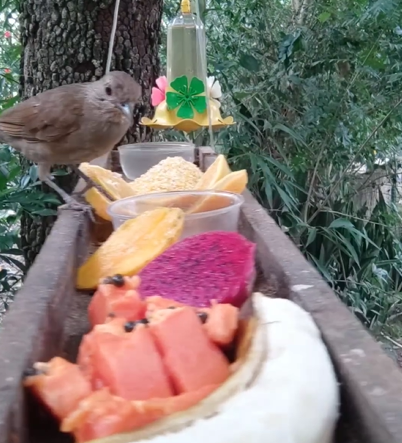 Banquete para pássaros é disponibilizado por estudante de ciências biológicas - Foto: Graciela Santos/Reprodução/ND