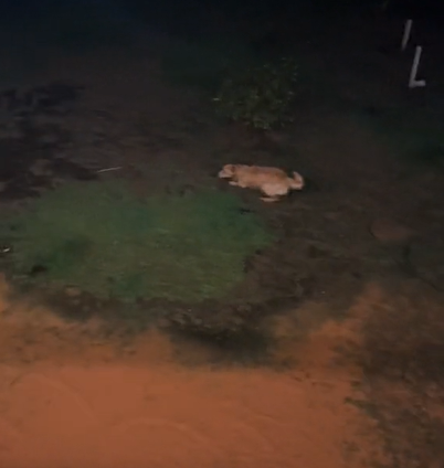 Energia do pet não para em nenhum momento da gravação - Foto: Alice Santos/Reprodução/ND