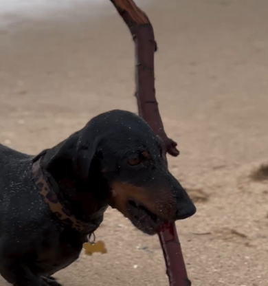 Salsicha sofre "caldo", mas não solta um galho de árvore - Foto: Internet/Reprodução/ND