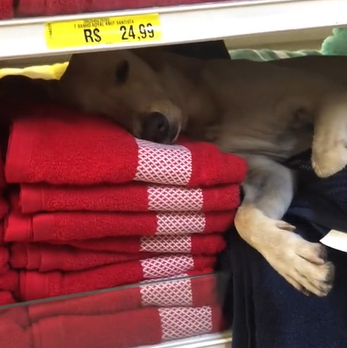 Mulher flagrou cena inédita em loja comercial - Foto: AriciaLima/Reprodução/ND