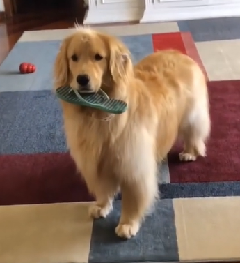 Tutora compartilhou momentos engraçados do seu Golden Retriever - Foto: BrucePaloma/Reprodução/ND