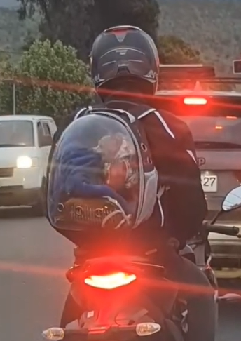 Pinscher se revolta no trânsito em mochila "canguru" - Foto: Internet/Reprodução/ND