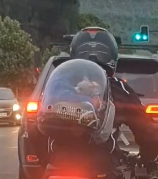 Cachorro desconta a raiva até na coberta que estava na mochila - Foto: Internet/Reprodução/ND