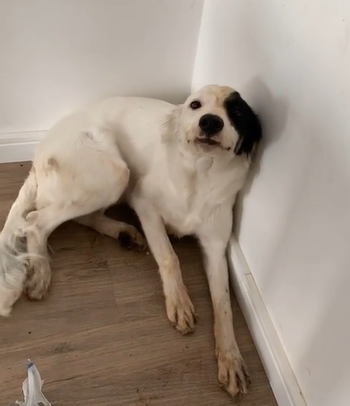 Pet inconformada que a tutora não aprovou a decoração terrosa - Foto: Giovanna Luíza/Reprodução/ND