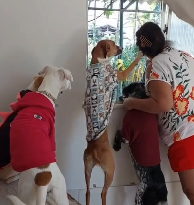 Quatro pets apocalípticos vigiando a vida alheia - Foto: Internet/Reprodução/ND