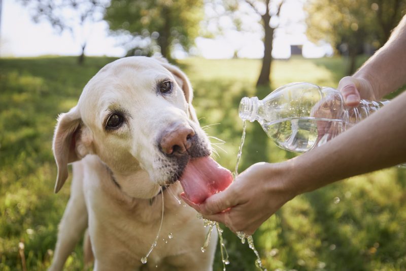 Cachorros dóceis, como o labrador, são ideias para o convívio humano 